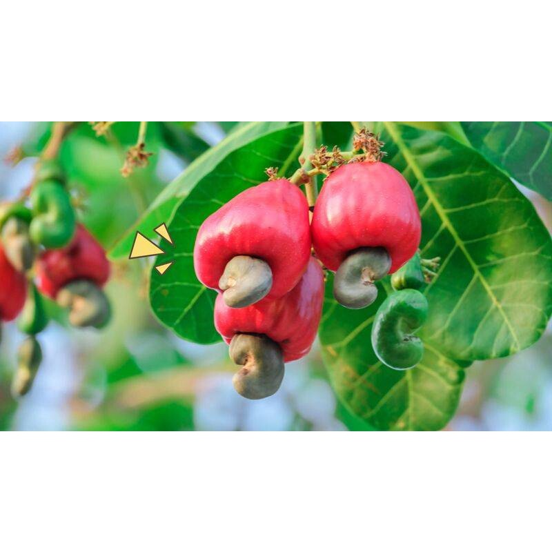 Buah Jambu Mede Siap Petik Jambu Mete Jambu Monyet Segar Per Buah