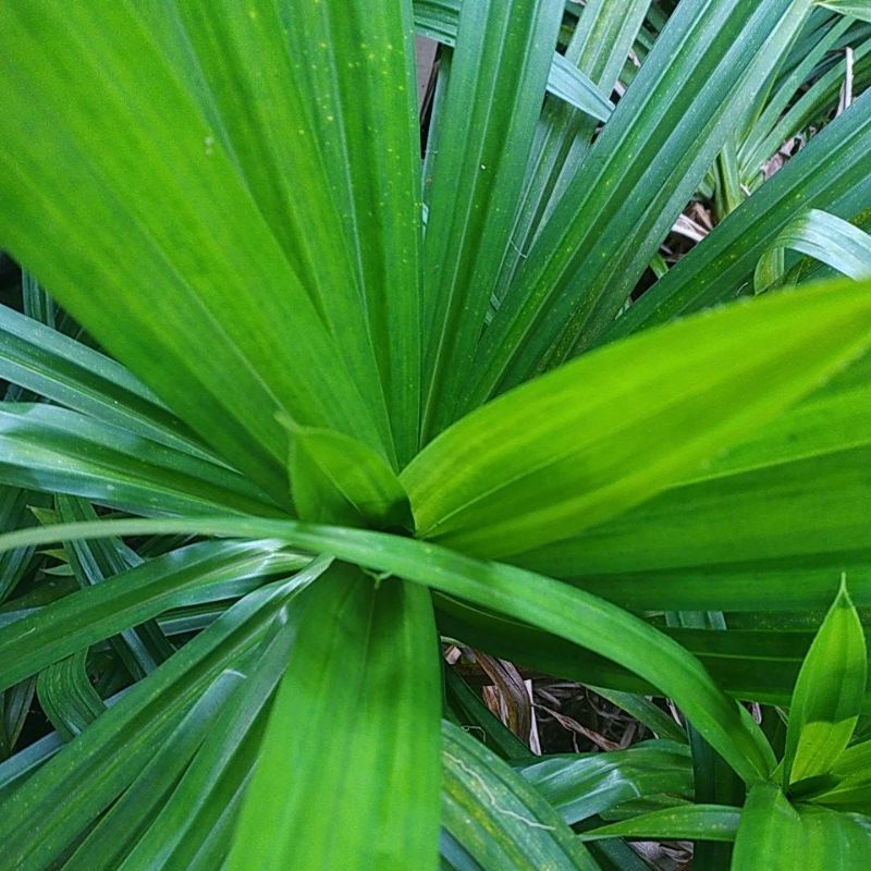 

daun pandan wangi 500.gram