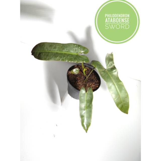 Philodendron Atabapoense Green Shopee Indonesia