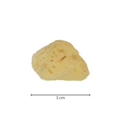 [GERMANY] NATURAL SEA SPONGE for baby / for face / for body