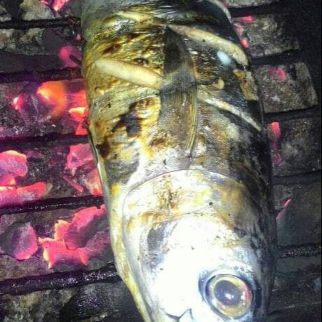 Ikan Tongkol Bakar Shopee Indonesia