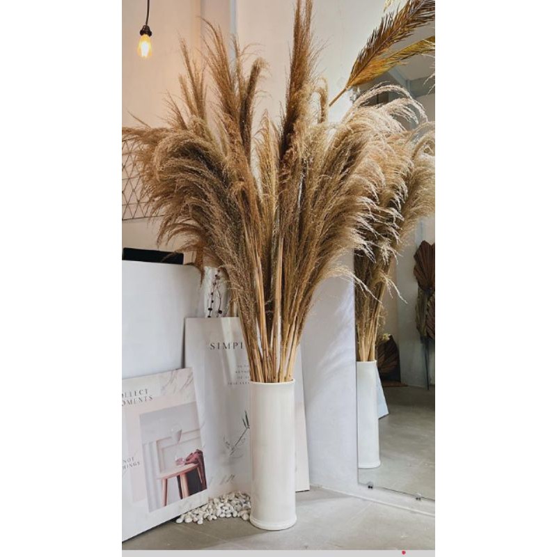 PAMPAS GRASS - PAMPAS IRIAN - PAMPAS SUPER