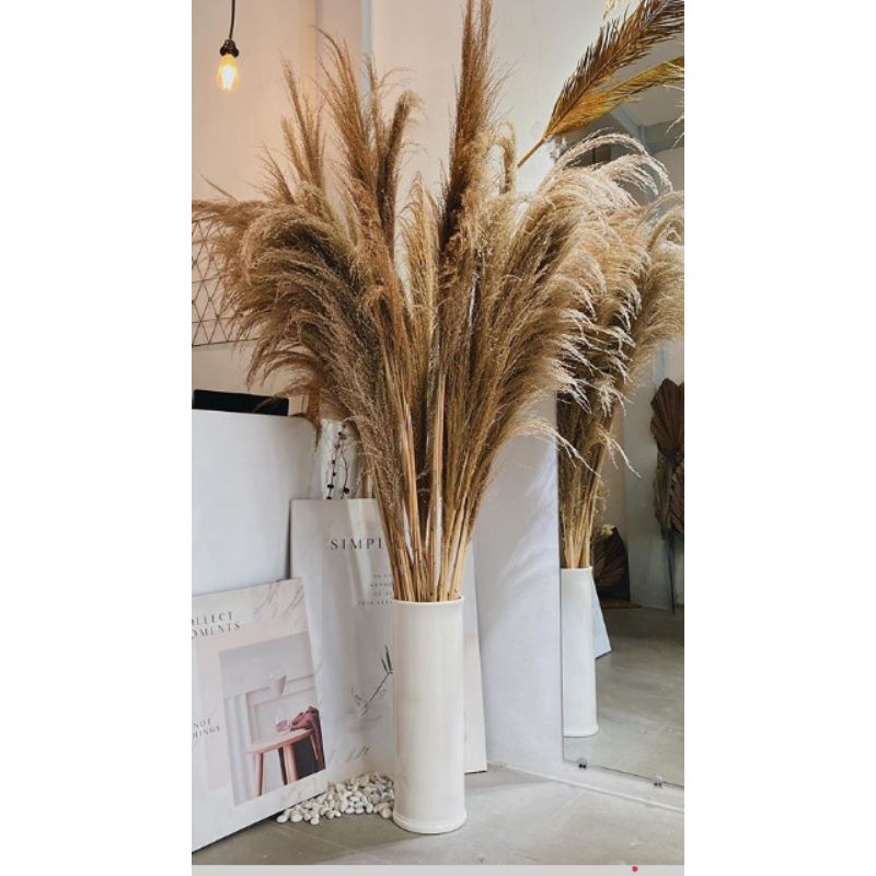 PAMPAS GRASS - PAMPAS IRIAN - PAMPAS SUPER