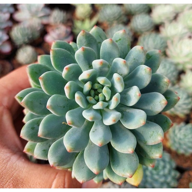sukulen echeveria blue elf import korea