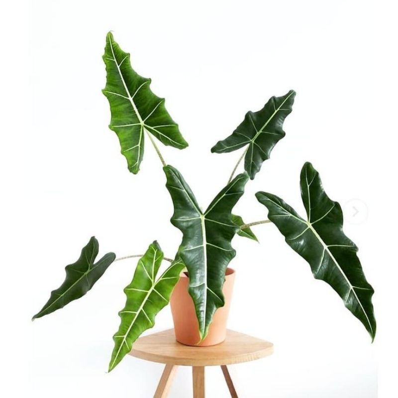 alocasia longiloba / tanaman hias alocasia longiloba