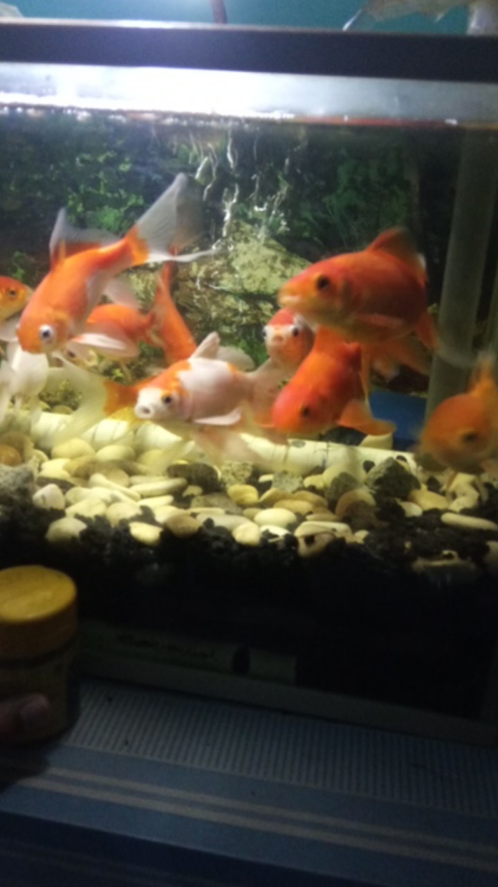 Ms Gamis Batik Sriwedari Maxi Bumil/busui Katun Sogan Allsize & Jumbo