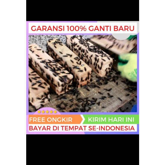 papan tempat telur bsf / papan telur bsf / maggot bsf / pupa bsf / tempat bertelur bsf per 1 pcs