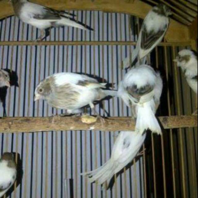 26+ Harga burung kenari panda 2019 terupdate