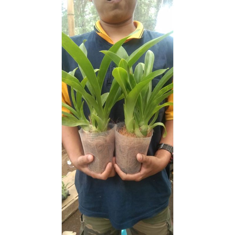 Anggrek gramma scriptum pradewasa