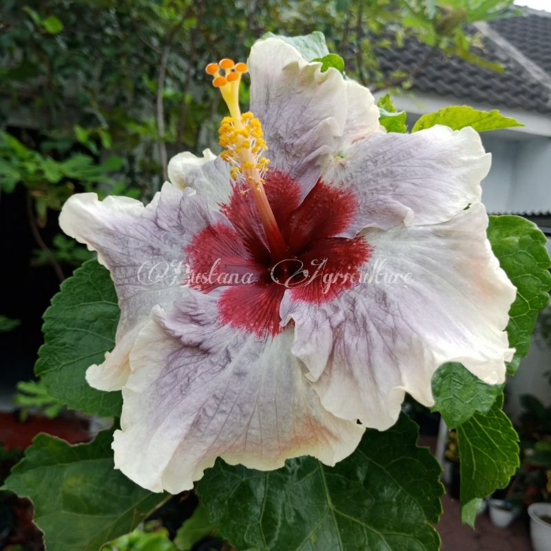 Bibit tanaman hias kembang sepatu warna baru langka LOB import