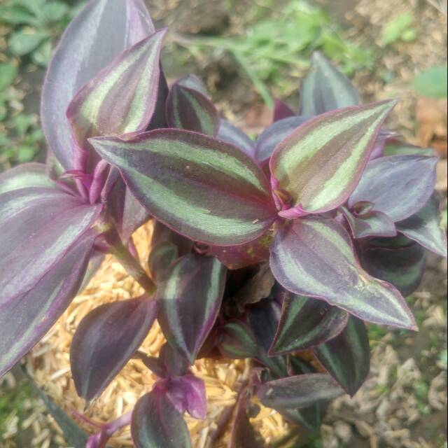 Bibit Bunga Gantung Tradescantia Silver Zebrakraut Shopee Indonesia