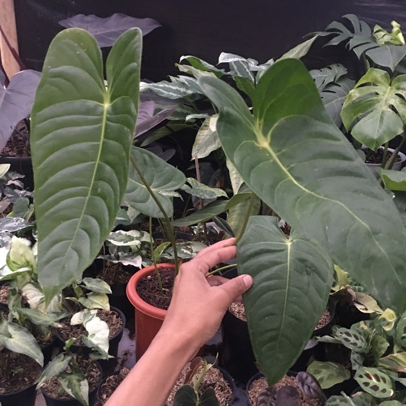 anthurium veitchii hybrid