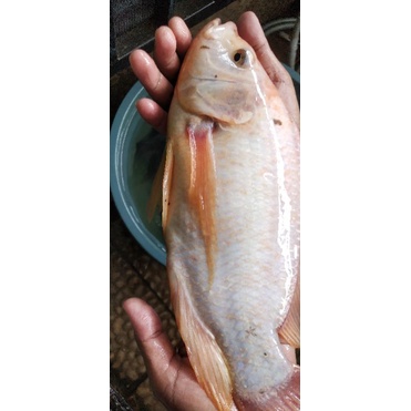 

Ikan Nila Merah