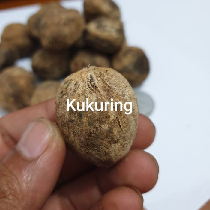 

Bijii Buah Kemiri Utuh 500 klatak Muncang masih ada batok