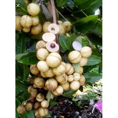 bibit kelengkeng satu jari