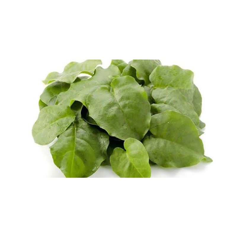 

Daun Binahong Fres Segar Per 50 Lembar