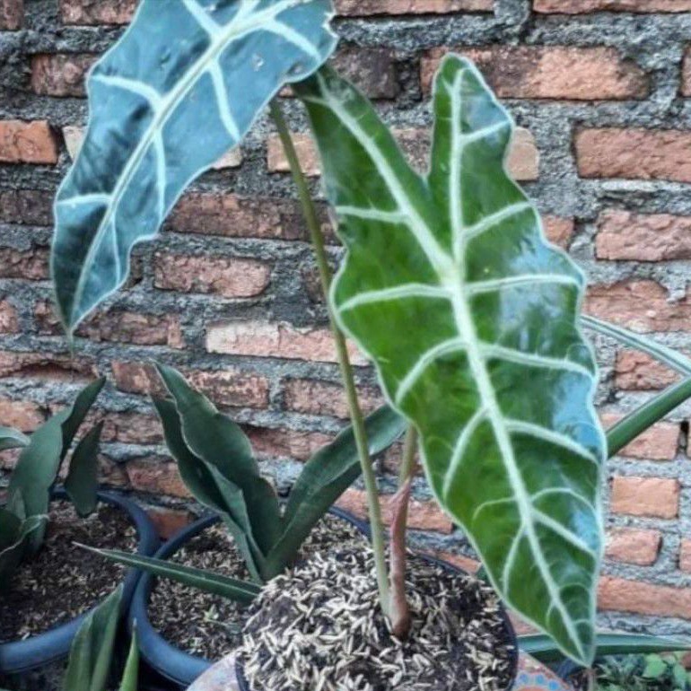 Tanaman hias Bibit Keladi Alocasia Tengkorak-Tanaman keladi amazon tengkorak
