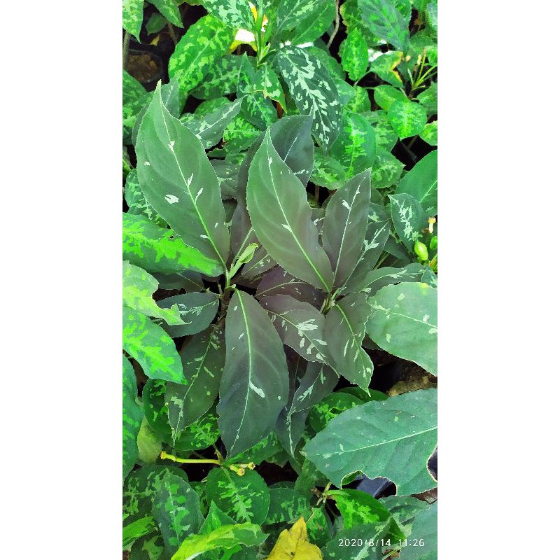 Aglaonema pictum becolour langka