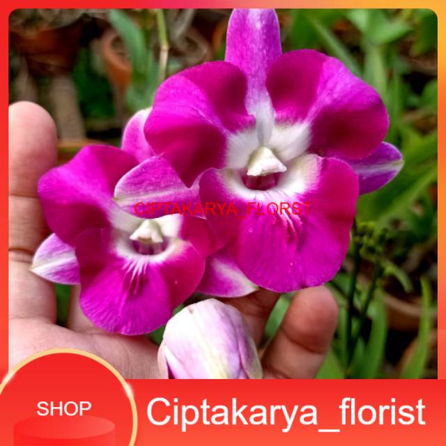 Anggrek Dendrobium Mini Dragon -CKF
