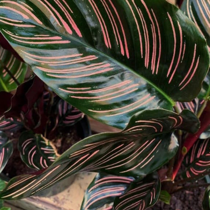 Tanaman Hias Calathea Ornata - Calathea Ornata