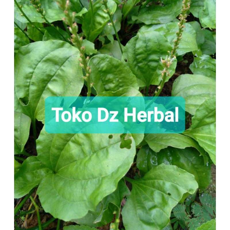 

Paket hemat 250 gram daun sendok segar fresh-az