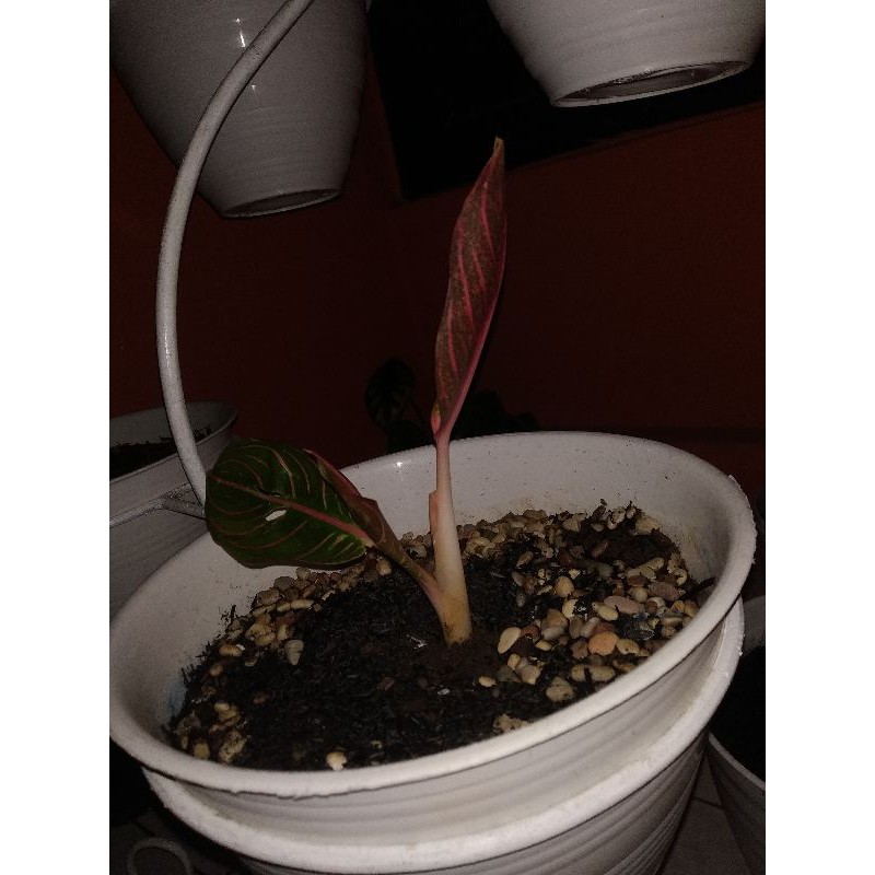 aglonema Red sumatra Remaja