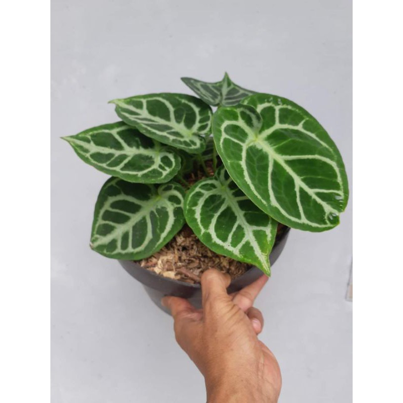 kuping gajah dorayaki