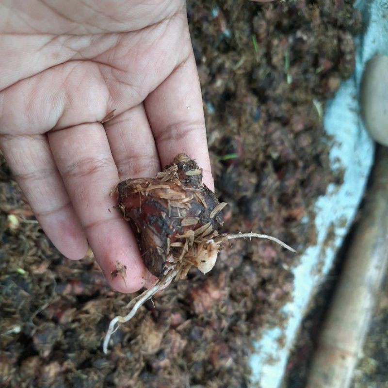 

Jahe Merah Tunas Super