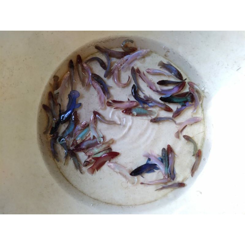 PROMO HEMAT IKAN CUPANG burayak big ear per10 ekor