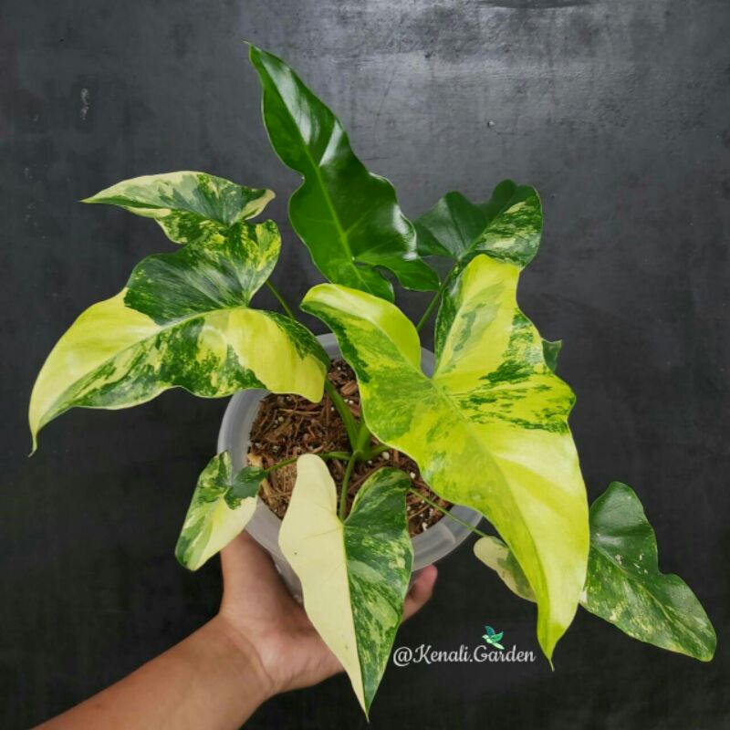 Thumatophyllum Williamsii Variegata