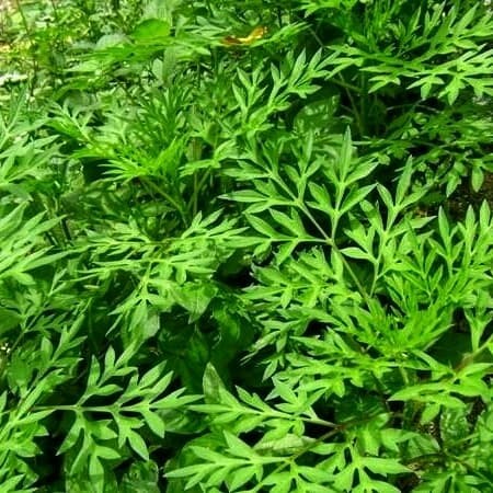 pucuk daun kenikir sayur kenikir pohon kenikir