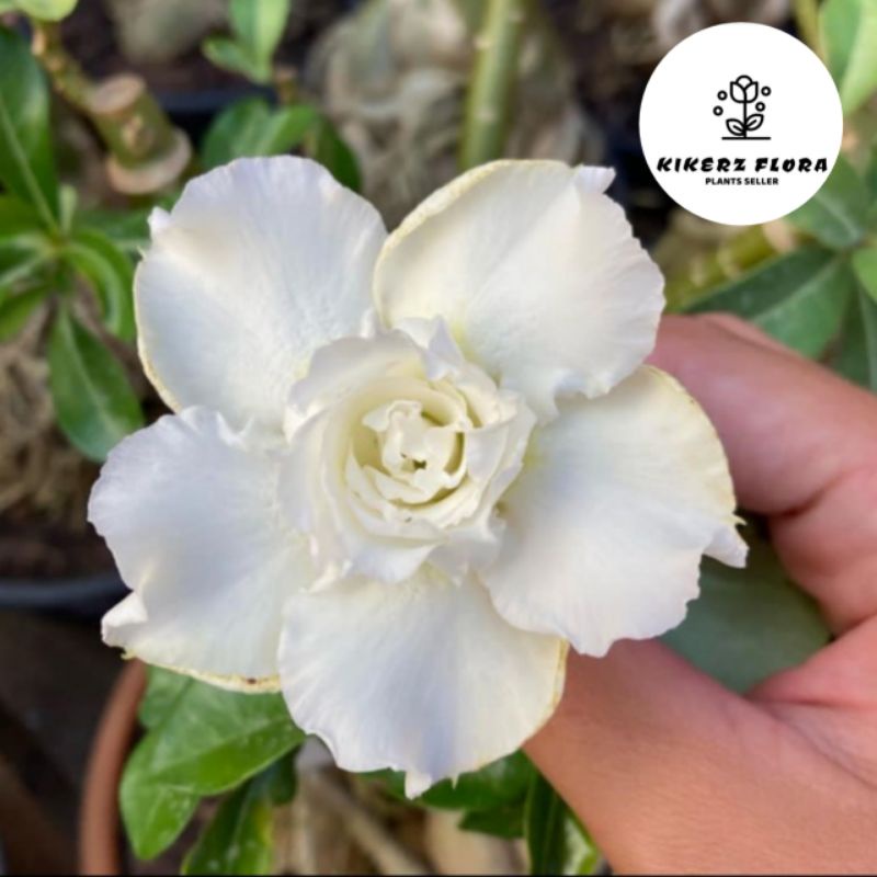 TANAMAN HIAS ADENIUM KAMBOJA JEPANG BUNGA TUMPUK// WHITE STAR