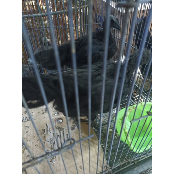 ayam cemani asli (sepasang)