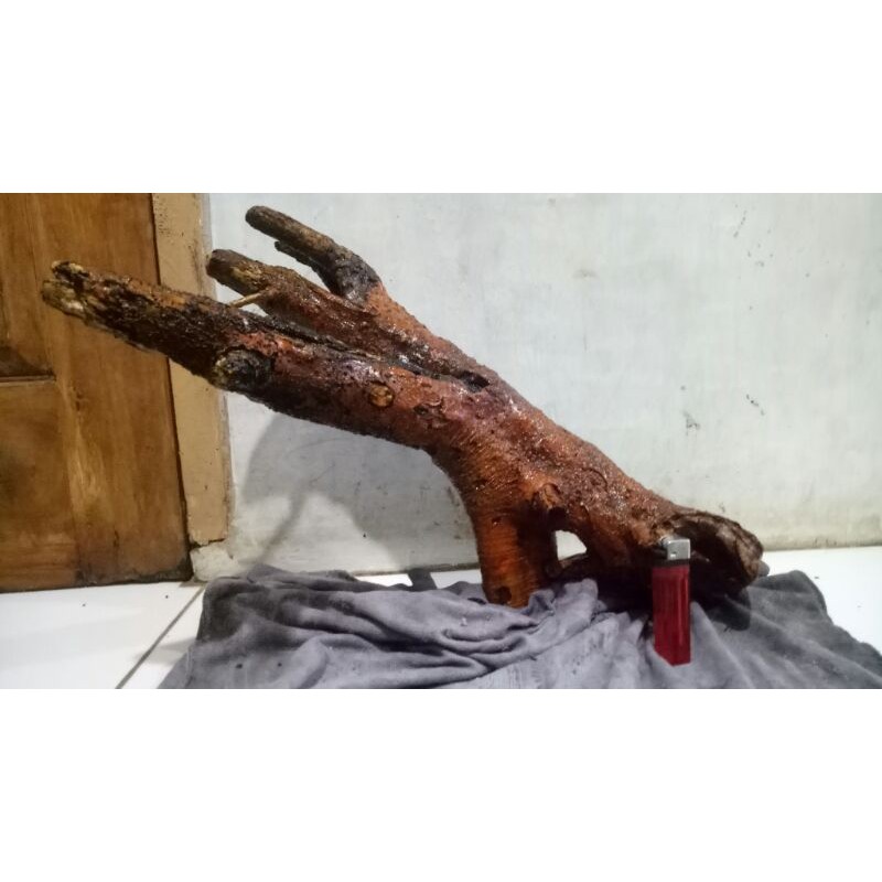 terbaru dongkelan bahan bonsai murbei berkarakter