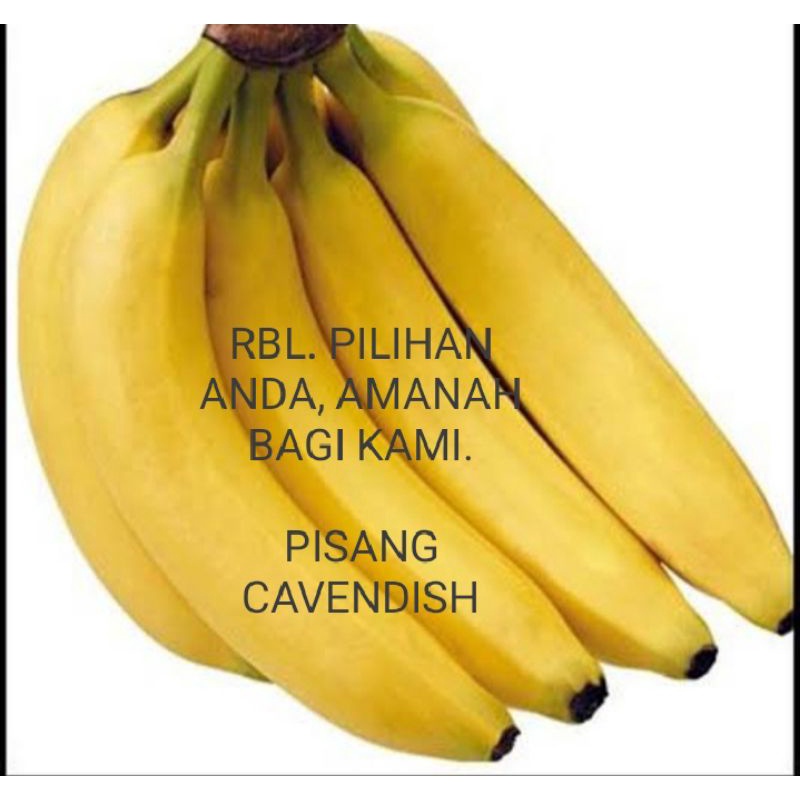 

Pisang cavendish