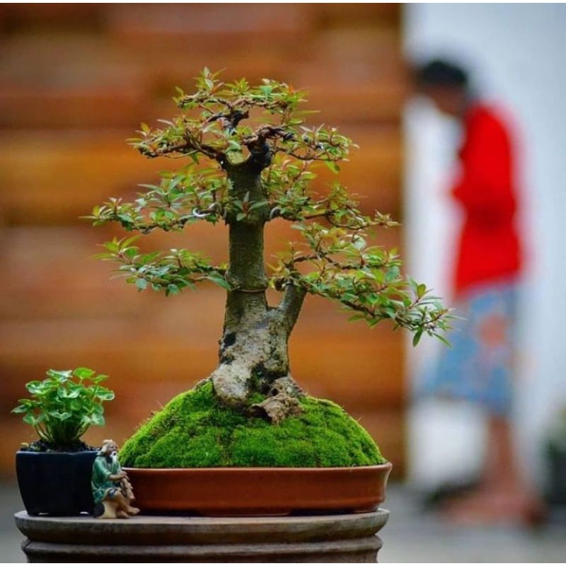 PROMO Tanaman Hias Bunga Pusaka - Bahan Bonsai Pusaka