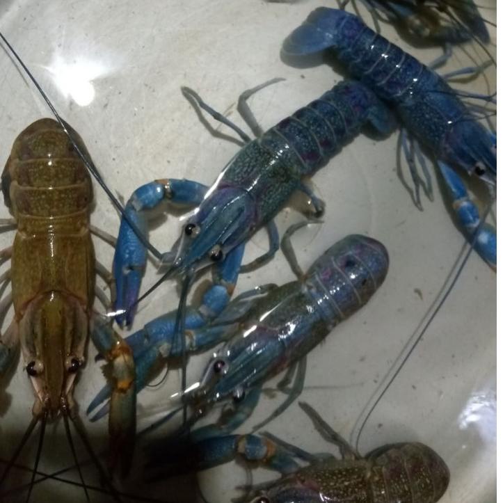 ℗ fdc Stars Store - 1 paket indukan lobster air tawar siap bertelur, 1 jantan 2 betina ,ukuran 12 cm
