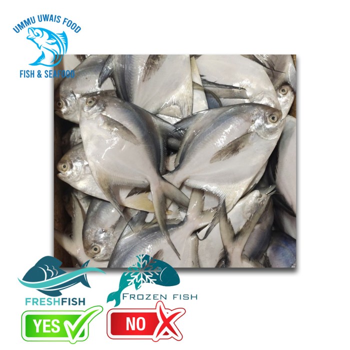 

Ikan Bawal Putih Segar Berkualitas - 1 Kilogram