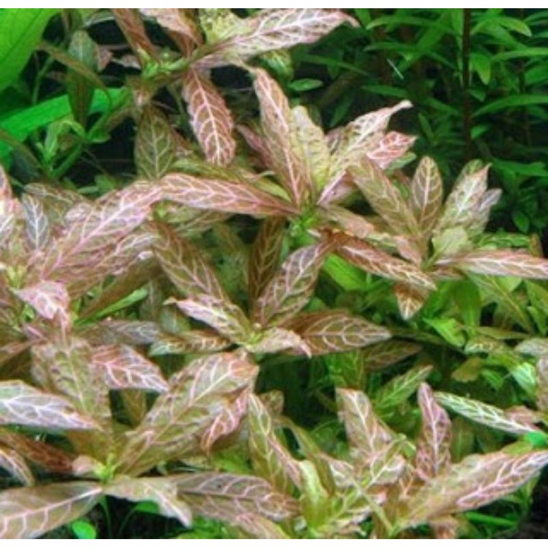 Hygrophila Polysprema 'Sunset' [Tanaman Aquascape]