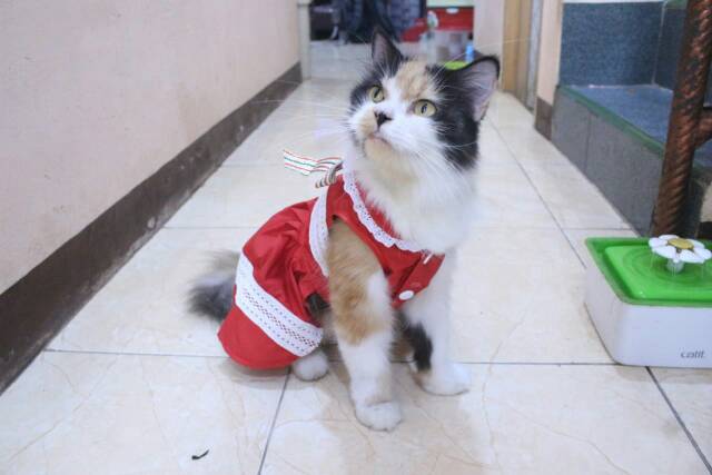 Dress kucing dan anjing edisi natal 2019 lucu murah meriah motif merah putih / baju kucing size S-XL