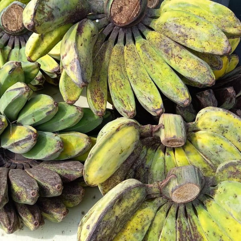 

Pisang Kepok Enak Pisang Kepok Murah Pisang Kepok Sisir Gede Buah Segar Cikarang