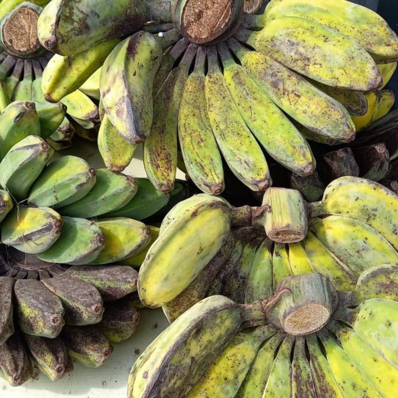 Pisang Kepok Enak Pisang Kepok Murah Pisang Kepok Sisir Gede Buah Segar Cikarang