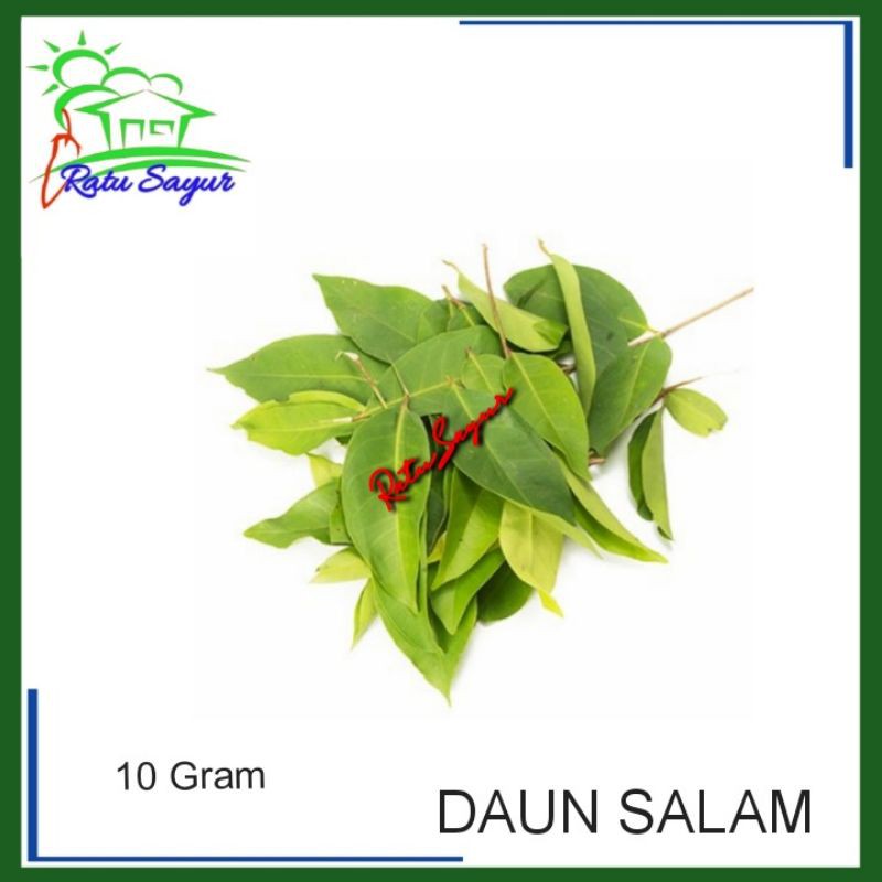 

DAUN SALAM/ratusayur.id