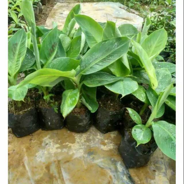 Bibit pisang emas unggul, cepat berbuah