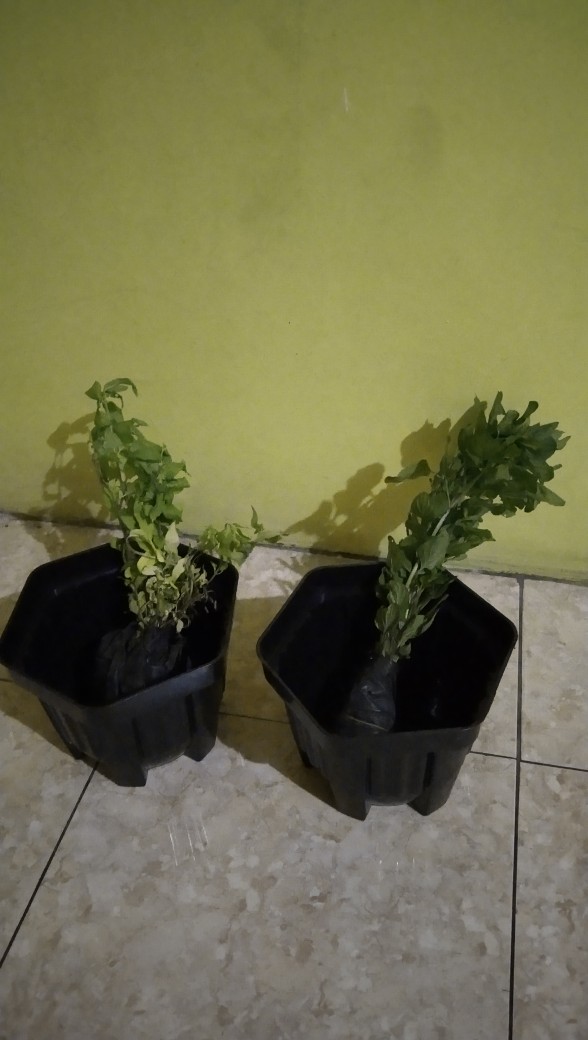 Mentha Spicata - Spearmint - Tanaman Spearmint