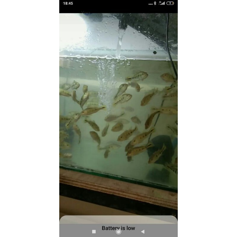 pbass arinocko 2spot 10cm