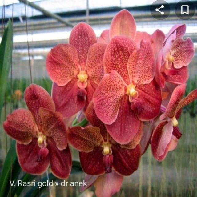 Anggrek Vanda Merah Dewasa
