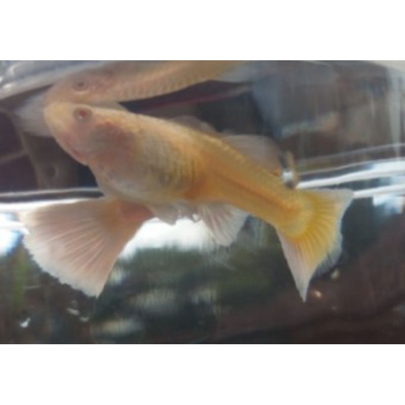 Ikan Hias Guppy platinum albino