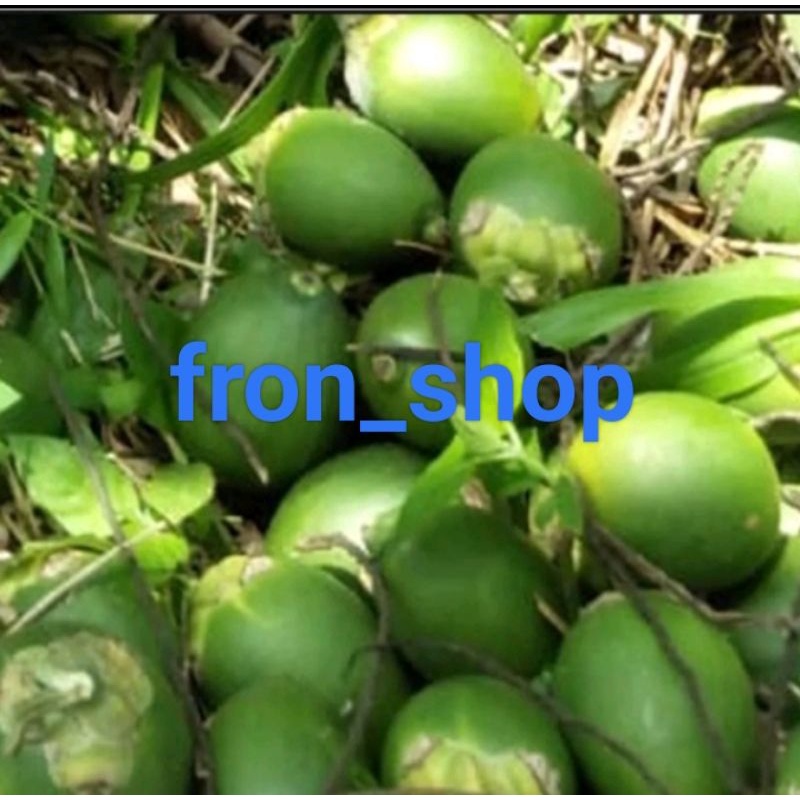 

BUAH JAMBE MUDA | BUAH PINANG MUDA SEGAR 1KG