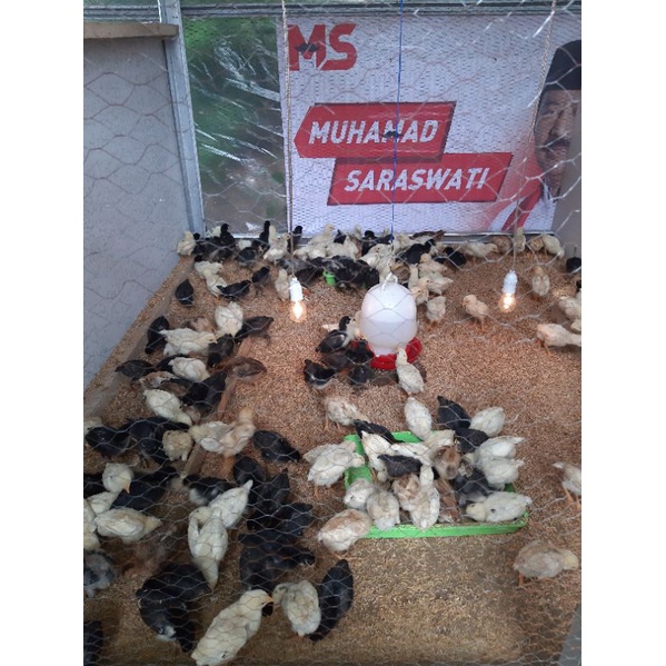 

Daging ayam kampung